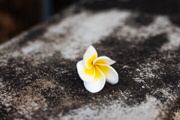 Plumeria flower, also known as frangipani. champa flower, on the old concrete floor. 