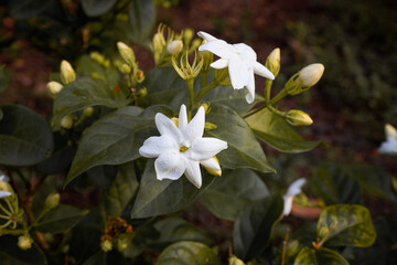 beautiful blooming white jasmine flowers, it is in the front of the house garden. taken in the countryside, Myanmar.