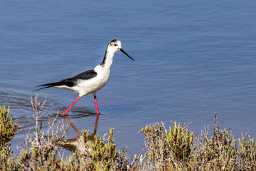Black-winged stilt, Himantopus himantopus in Ria Formosa Natural Reserve, Algarve Portugal.