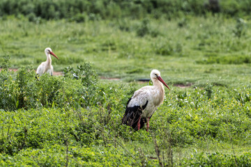 White Storks, Ciconia ciconia at Odiaxere in the Algarve region, District Faro, Portugal.