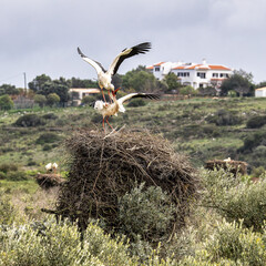 White Storks, Ciconia ciconia mating on the nest at Odiaxere in the Algarve region, District Faro,...