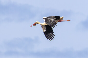 White stork flying over a cliff along the coastline of Odeceixe, Algarve, Portugal.