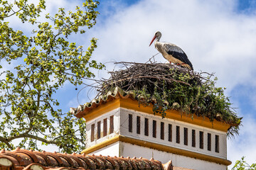 White Storks, Ciconia ciconia at Povoa e Meadas Dam in Castelo de Vide, Alentejo, Portugal