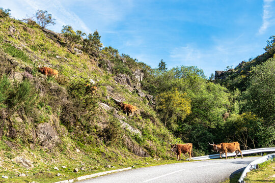 The Cachena cow in Nationalpark Peneda-Geres in North Portugal, a traditional Portuguese mountain cattle