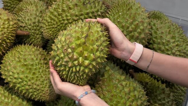 Close up video of person hand choosing durian fruits in Asia, Asian grocery store