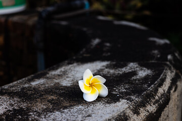 Plumeria flower, also known as frangipani. champa flower, on the old concrete floor. 