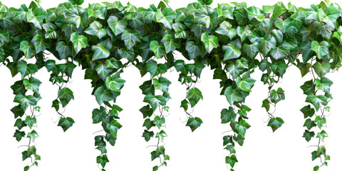 3D art ivy plants, PNG image 