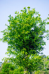 Agathis robusta (Dundathu pine, kauri pine, Queensland kauri, Australian kauri). This tree produces a high quality timber which was used for a variety of purposes such as cabinetmaking, joinery