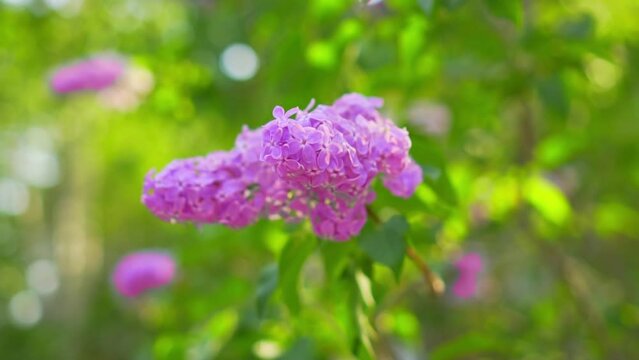 Beautiful lilac blooms in bright sunlight against a background of green plants. View of charming purple flowers swaying in the wind. Calm lilac branch on a spring day. Floral concept