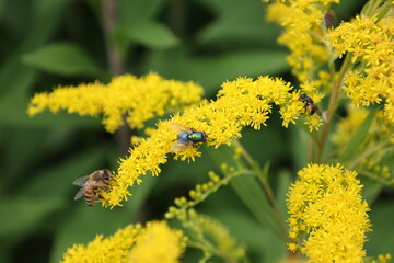 The bees are busy collecting nectar from the flower