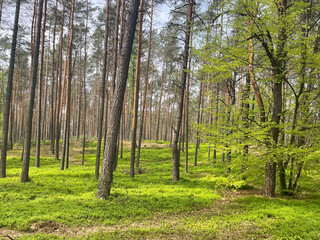 Green forest, leaning trees, the essence of mother nature 4:3