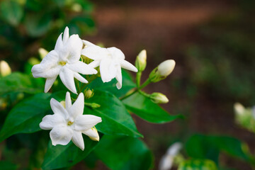 beautiful blooming white jasmine flowers, it is in the front of the house garden. taken in the countryside, Myanmar.