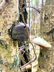 Common hubcap, an old fungus, a parasite of deciduous trees 3:4