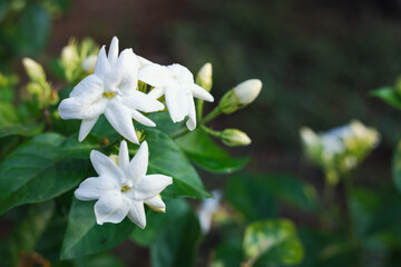 beautiful blooming white jasmine flowers, it is in the front of the house garden. taken in the countryside, Myanmar.