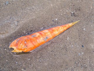 A Bright Orange Sheashell on the sandy beach of Inhaca Island, Along the south Coast of Mozambique.