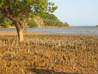 A white mangrove, Avicennia, marina, surrounded by its air roots, on a small secluded beach on...