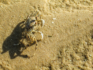 A small Ghost crab looking towards the sun, on the beach of Inhaca island of the south Coast of Mozambique