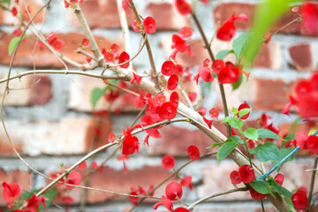 Holmskioldia sanguinea, Chinese hat, Cup and Saucer, Parasol Flower, Mandarins hat. Blooms in autumn and winter.