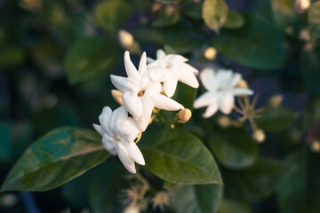 beautiful blooming white jasmine flowers, it is in the front of the house garden. taken in the countryside, Myanmar.