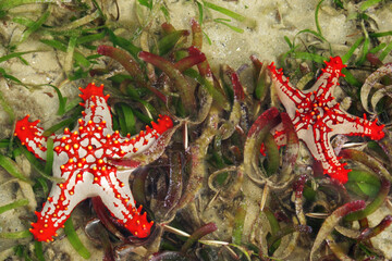 Two red knob sea stars surrounded by seagrass in the tidal flats of the Inhaca Barrier Island...