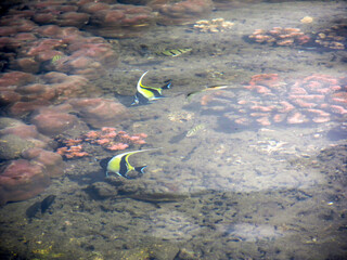 Two Moorish Idols, Zanclus cornutus, and other tropical fish above a pink colored coral reef at...