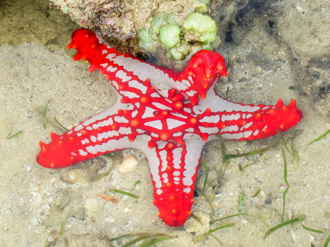 A single bright red and grey, red knob sea star, Protoreaster linckii, next to a light green macro-algae, on the tidal flats of the Inhaca Barrier Island System of Mozambique.