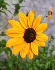 yellow flower