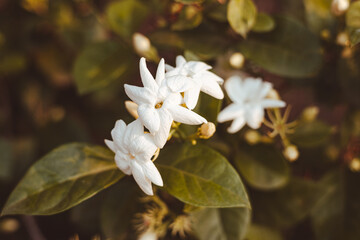 beautiful blooming white jasmine flowers, it is in the front of the house garden. taken in the countryside, Myanmar.