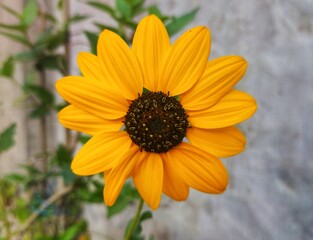 flower in the garden