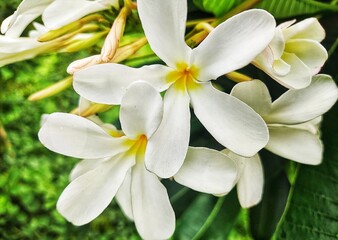 white frangipani flower