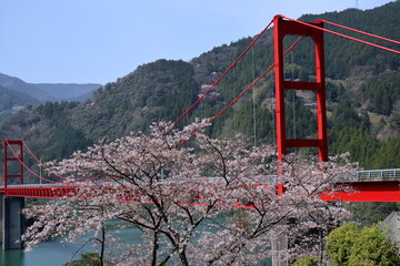 赤色の大渡ダム大橋　飾るサクラ　（高知県　仁淀川町）
