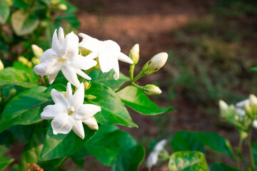 beautiful blooming white jasmine flowers, it is in the front of the house garden. taken in the countryside, Myanmar.