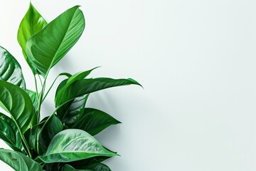 Green leaves on a houseplant against a white background
