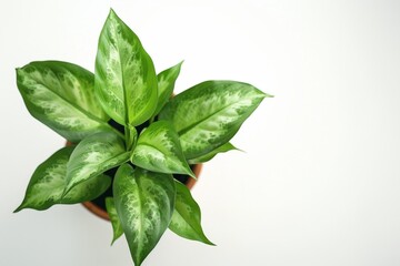 Potted plant with variegated green leaves
