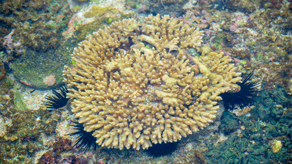 Brain coral is a common name given to various corals in the families Mussidae and Merulinidae, so...