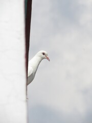 white dove on the sky background