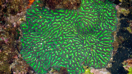 Brain coral is a common name given to various corals in the families Mussidae and Merulinidae, so...