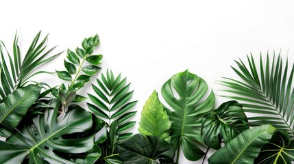 Collection of tropical leaves  foliage plant in green color with space clean isolated background