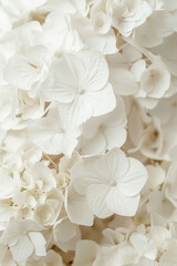Close-Up of White Hydrangeas on White Background