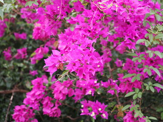 沖縄県　石垣島の花