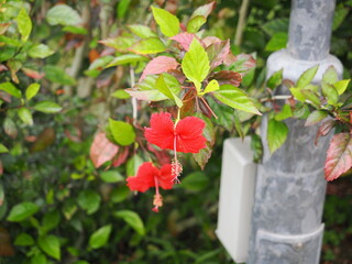 沖縄県　石垣島の花