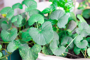 Centella asiatica leaves, ommonly known as Indian pennywort, Asiatic pennywort, spadeleaf, coinwort or gotu kola, Plant in the organic garden.