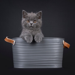 Charming blue British Shorthair cat kitten, sitting in metal bucket with paws over edge. Looking...