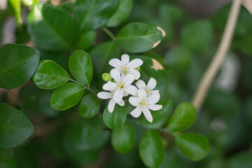 White flower of Andaman satinwood, Chinese box tree, Orange Jasmine or Murraya paniculata, blooming and budding flower, leaves and branch in the flower garden, closed up and blur background. 