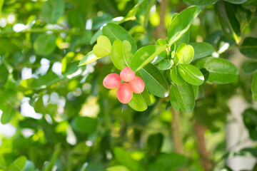 Fototapeta premium Bengal-currants, Carandas-plum, Karanda, fruits and leaves on brunch closed up