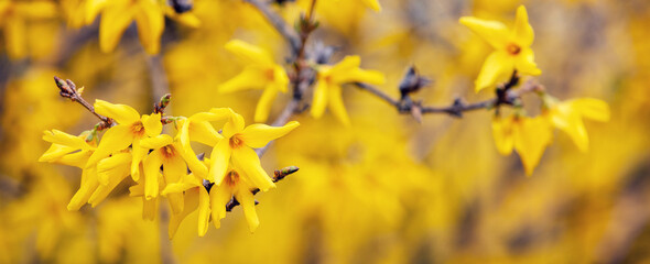 Spring nature background Blossoming trees, close-up of Forsythia flowers. Horizontal banner