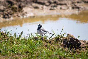 White wagtail (Motacilla alba). White wagtail resting near the waterhole. Bird, animal