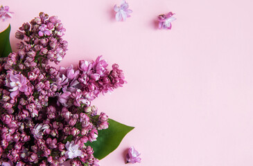 Lilac flowers  background.