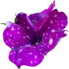 purple petunia flower isolated png