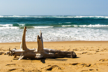 A large washed up bleached tree-trunk on the sandy beach of Inhaca Island of the coast of Mozambique on a sunny day.